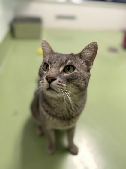 Sir Meowsalot