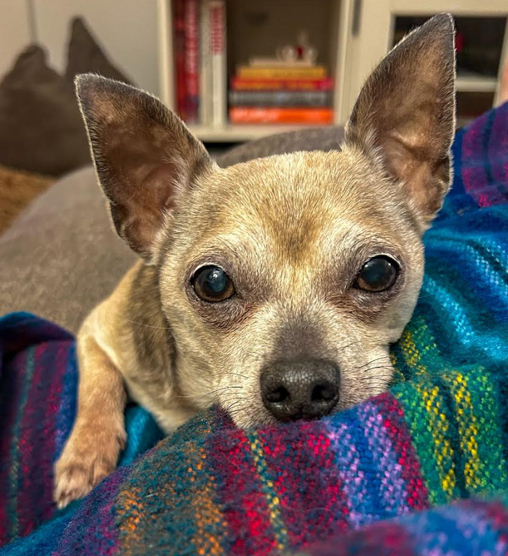 Benji (chi)