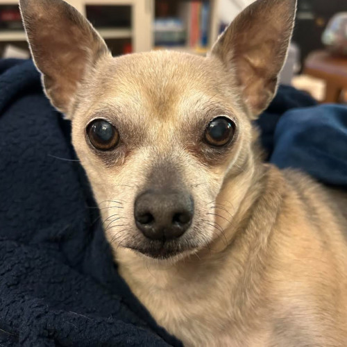 Benji (chi)