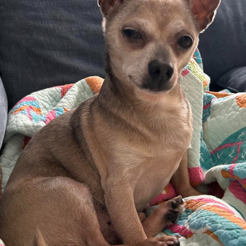 Benji (chi)