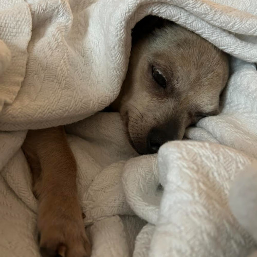 Benji (chi)