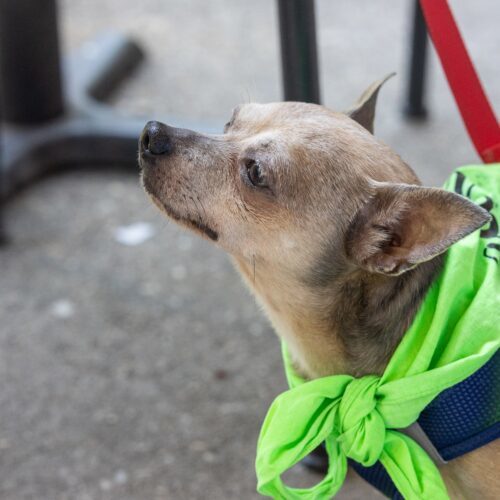 Benji (chi)