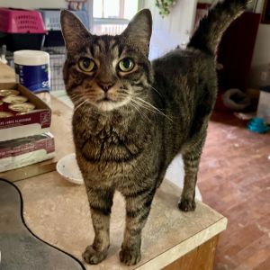 Baby Tabby Cat