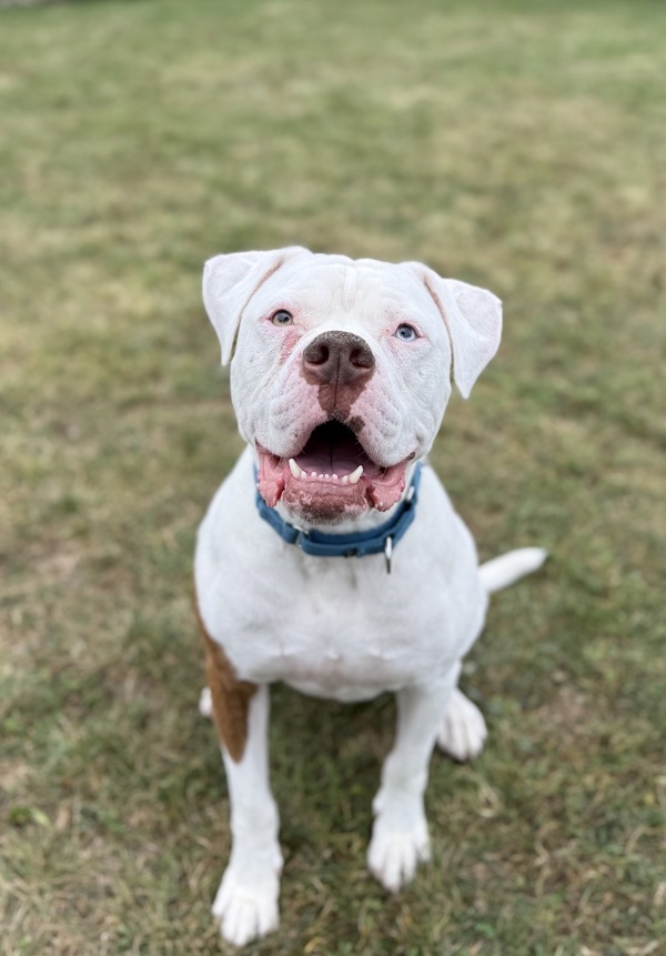 Tyson, an adoptable American Bulldog in Sheboygan, WI, 53083 | Photo Image 1