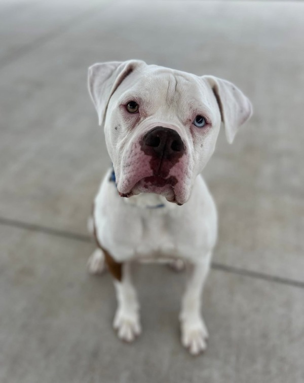Tyson