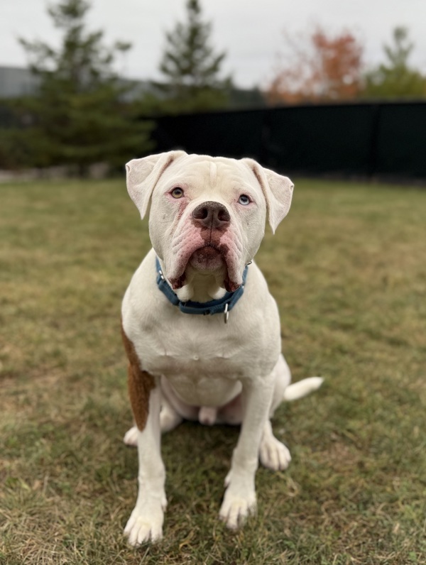 Tyson, an adoptable American Bulldog in Sheboygan, WI, 53083 | Photo Image 2
