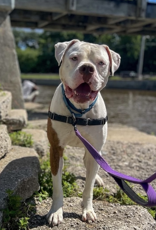Tyson, an adoptable American Bulldog in Sheboygan, WI, 53083 | Photo Image 3