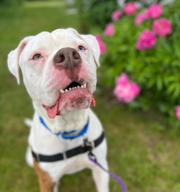Tyson, an adoptable American Bulldog in Sheboygan, WI, 53083 | Photo Image 4