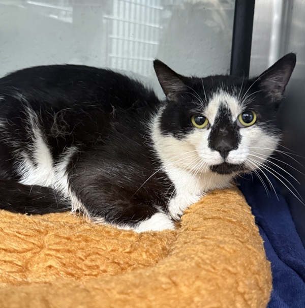 Zorro * Barn Home Needed *
