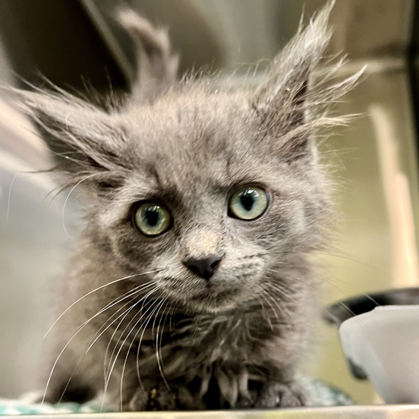 Grizabella