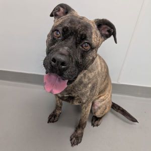 Bella, Adult Female unknown