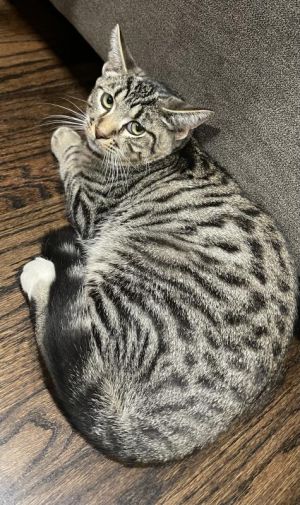 Target Tabby Cat