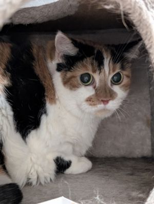 Sherry 723-25 Domestic Short Hair Cat