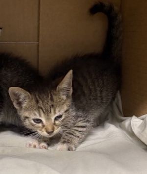 Meet Kona - a playful purring ball of sunshine This sweet little girl is full of curiosity and cha