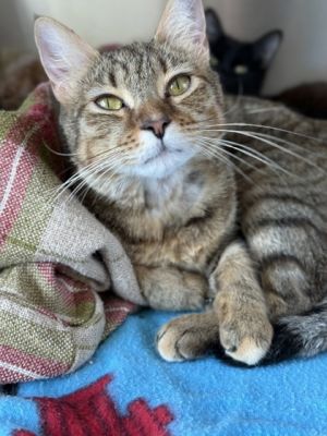 Rachel, Adult Female Domestic Short Hair