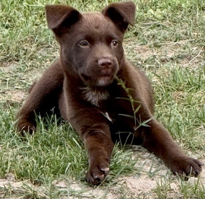 Teddy