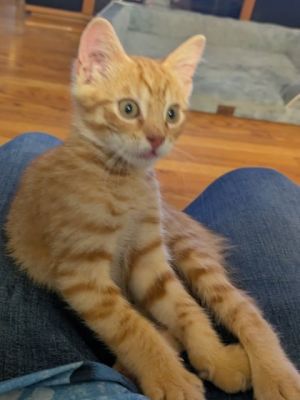 Tobin, Baby Male Domestic Short Hair