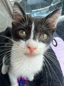 Penelope, Baby Female Domestic Short Hair