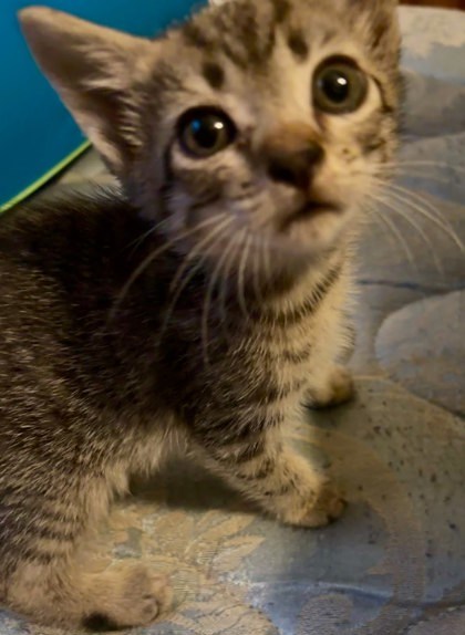 Enzo