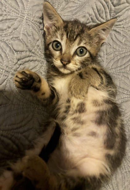 Klaus