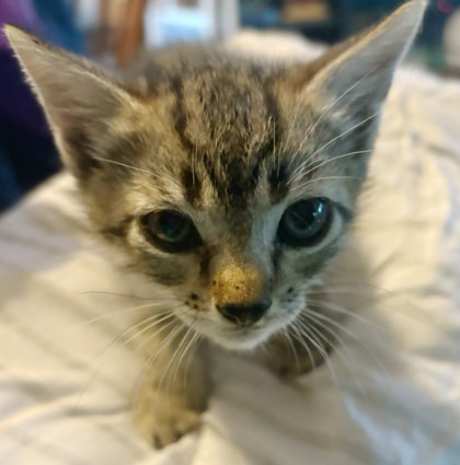 Klaus