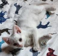 Shannon, Baby Female Domestic Short Hair