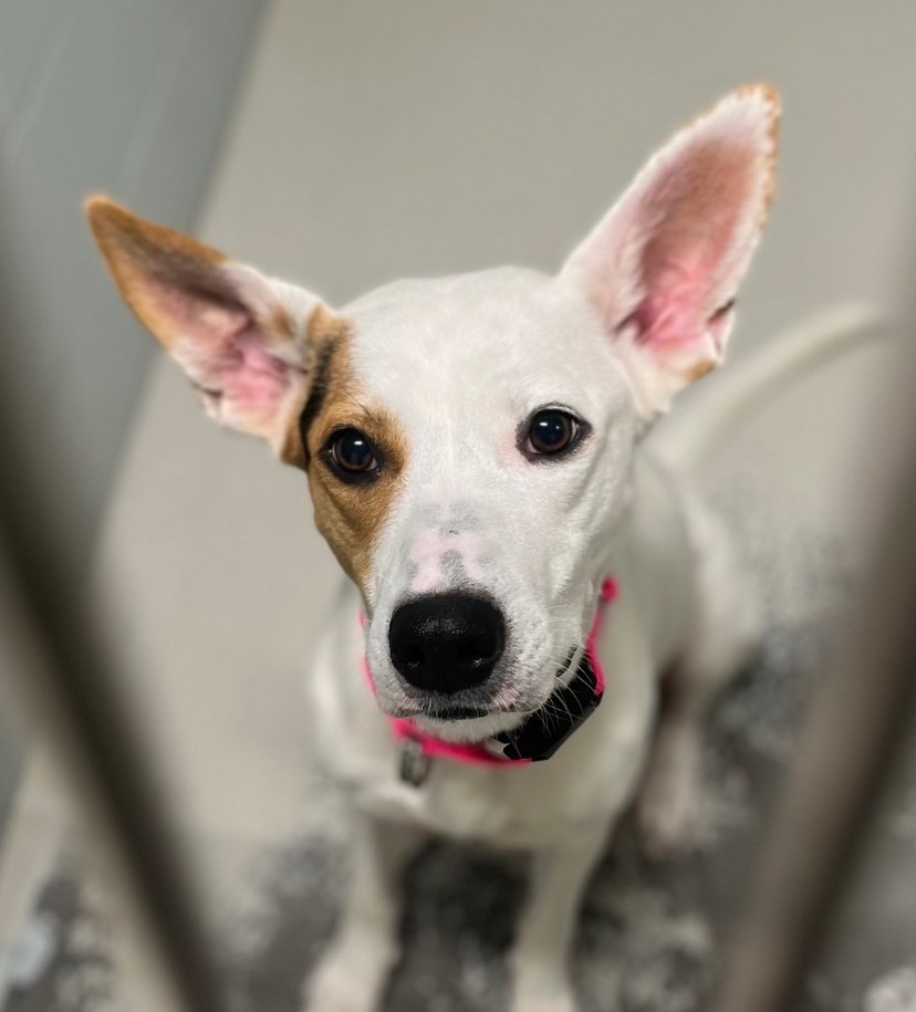 Rayne, an adoptable Husky, Mixed Breed in Crandon, WI, 54520 | Photo Image 1