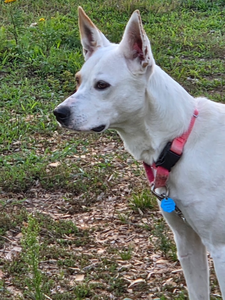 Rayne, an adoptable Husky, Mixed Breed in Crandon, WI, 54520 | Photo Image 1