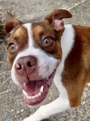 Hi Im Rookie a lively puppy with a heart full of joy My days at the shelter are filled with