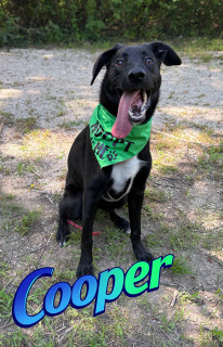 Cooper 32942