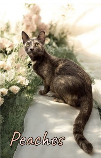Peaches 125202