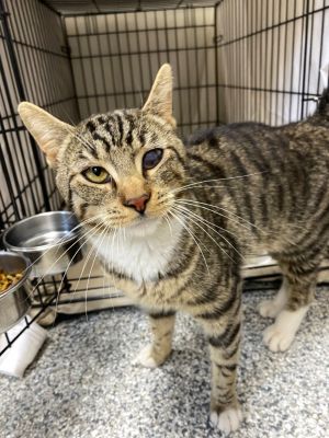 Pirate Domestic Short Hair Cat