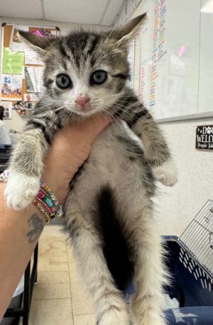 Candy Domestic Short Hair Cat