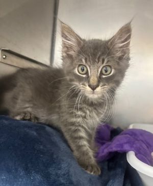 Blue Beard Domestic Short Hair Cat