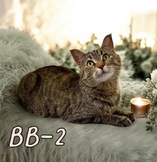 Bb-2 124545