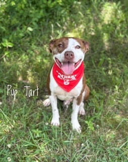 Pup Tart 32915