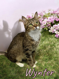Wynter 122882, Senior Female Domestic Short Hair