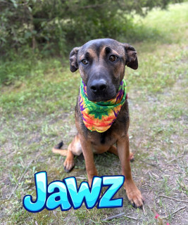 Jawz 32935