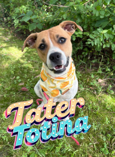 Tater Totina 122879