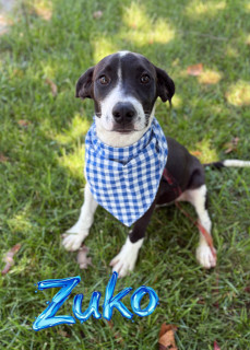 Zuko 32932
