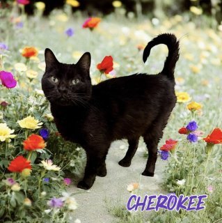 Cherokee 122882