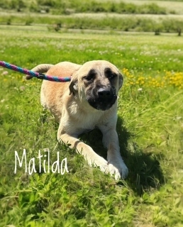 Matilda 125129