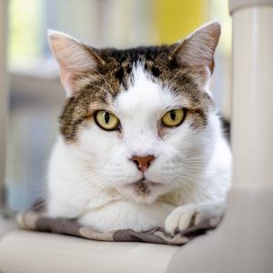 Morgan, Adult Male Domestic Short Hair