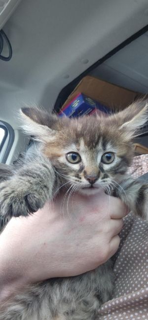 Lila, Baby Female unknown