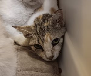 Veggie Straw (Rios 6), Young Female Domestic Short Hair