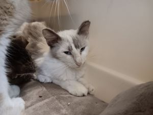 Applesauce (Rios 7), Young Female Domestic Short Hair