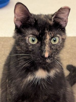 Eleanor, Adult Female unknown