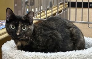 Eleanor, Adult Female unknown