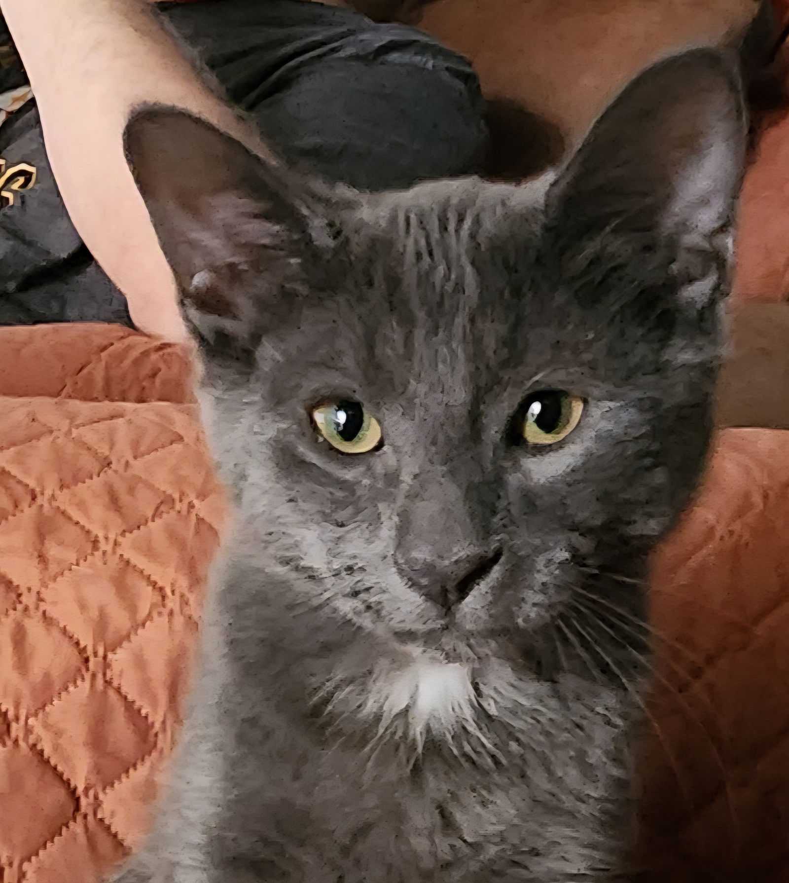 Huckleberry Graybee