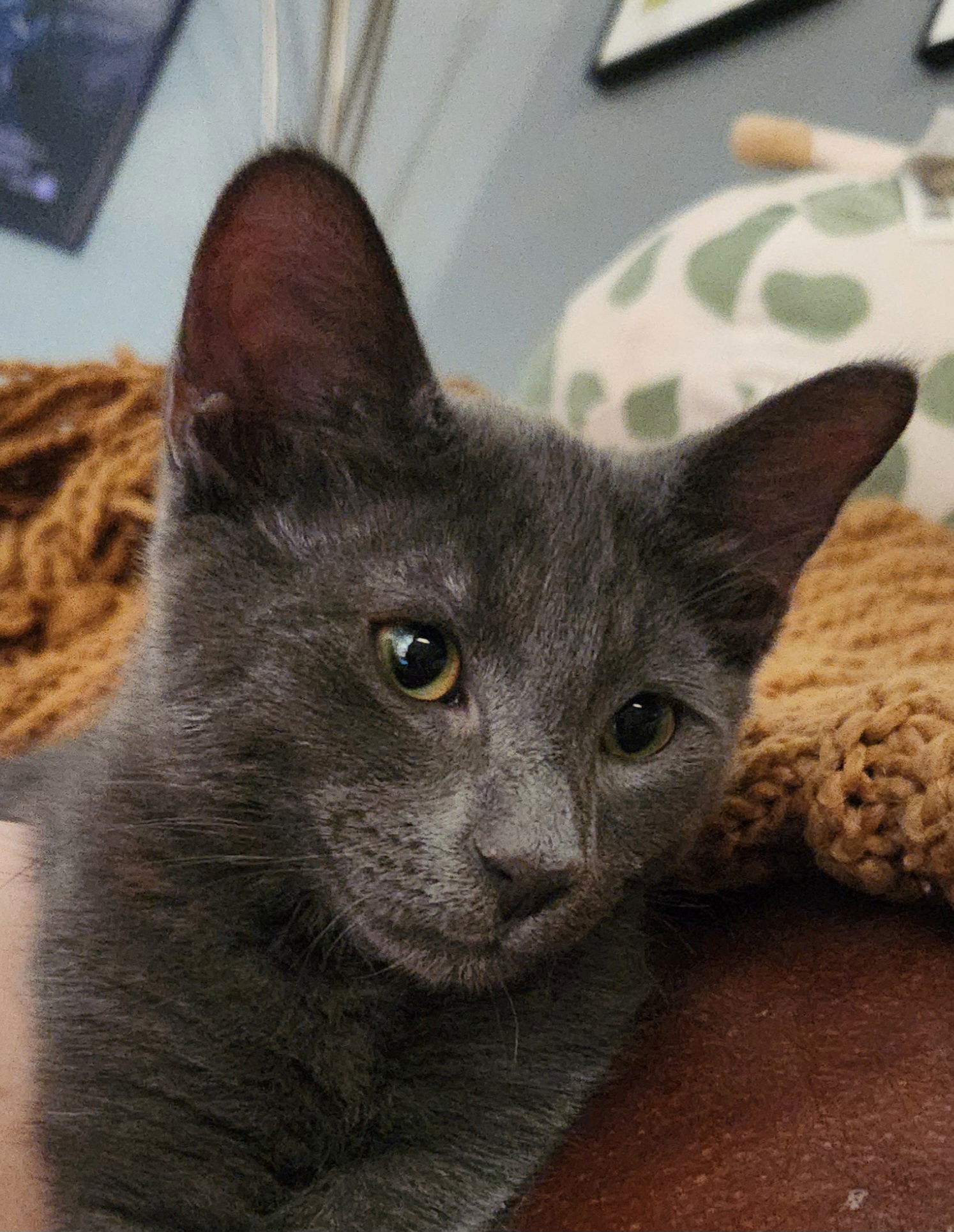 Huckleberry Graybee